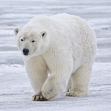 220px-Polar_Bear_-_Alaska_(cropped).jpg