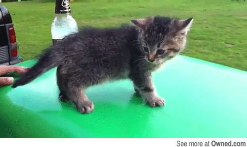 53a05928769b2_-_go_home_kitty_you_re_drunk_540.gif