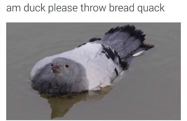 am-duck-please-throw-bread-quack.jpg