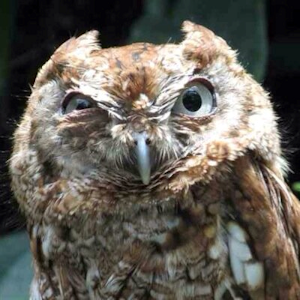 Angry Owl.png