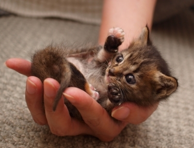 baby-brown-cat-cute-hand-Favim.com-182694.jpg