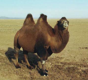bactrian_camel.jpg