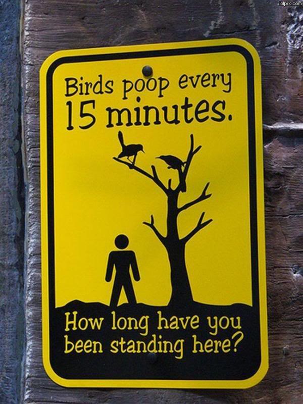 birds-poop-every-15-minutes.jpg