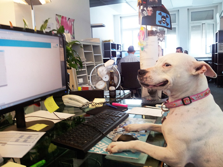 bring-puppy-to-work-39__605.jpg