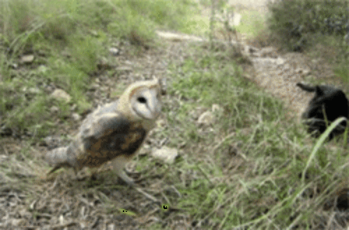 cat and owl.gif