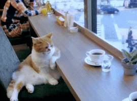 Coffee Cat.gif