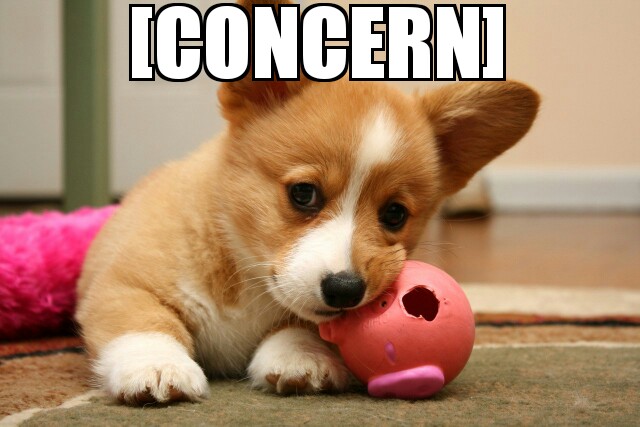 concern corgi.jpg