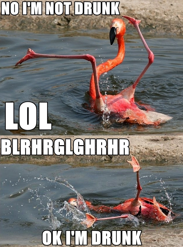 drunk flamingo.jpg