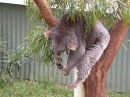 DrunkKoala.jpg