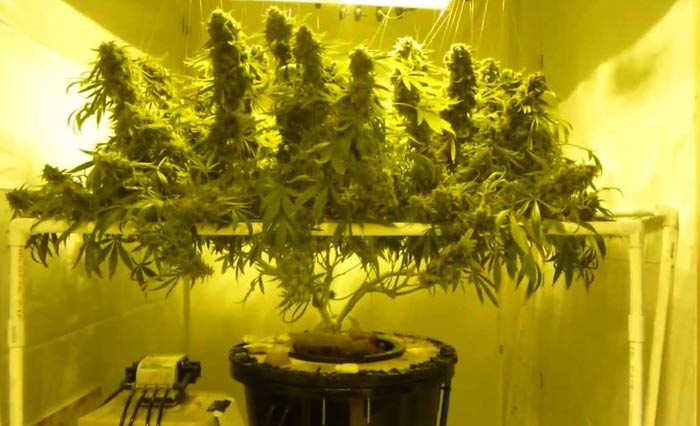 DWC marijuana grow -  Deep Water Culture.jpg