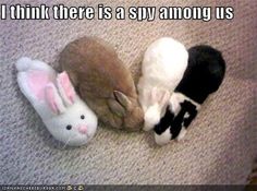 eae7896ec42e0537a83dda4ef47deb0a--bunny-slippers-house-rabbit.jpg