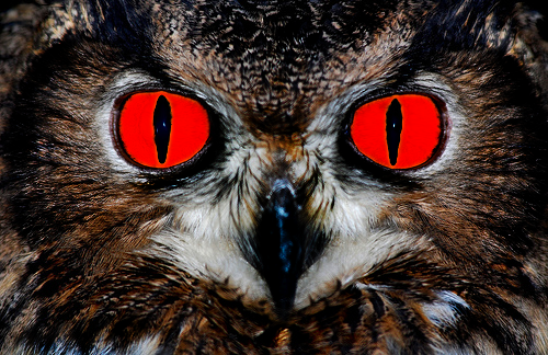 evil_owl_by_alexbridgez-d3dwqor.png