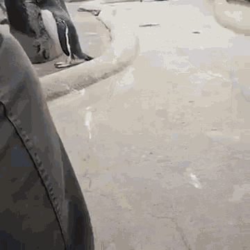 Excited Pinguin1.gif