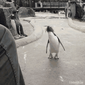 Excited Pinguin2.gif