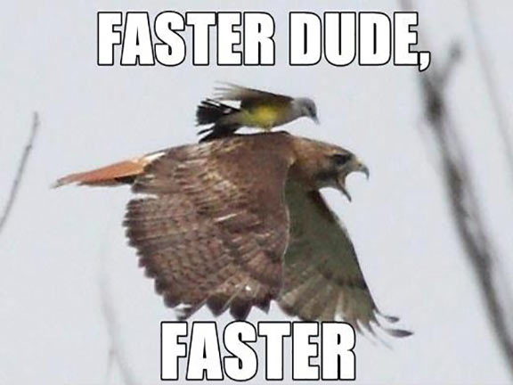 faster dude, faster.jpg