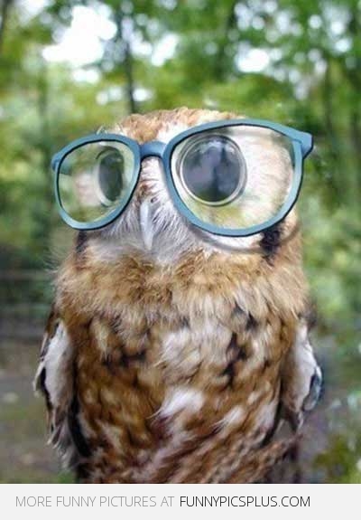 funny-owl-glasses-cute.jpg