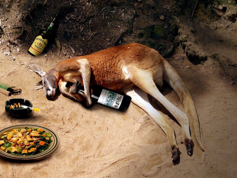 funny_kangaroo_drunk.jpg