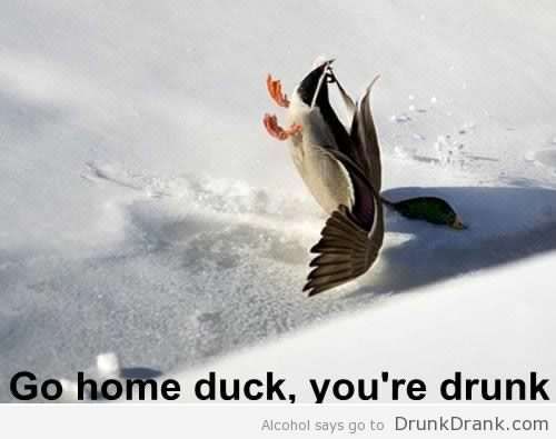Go-home-duck-youre-drunk.jpg