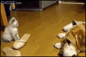 here-are-32-times-cats-were-complete-and-utter-jerks-but-i-laughed-so-hard17.gif