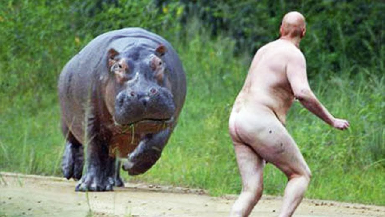 hippo naked.jpg