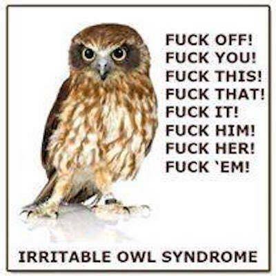 Irratable Owl.jpg