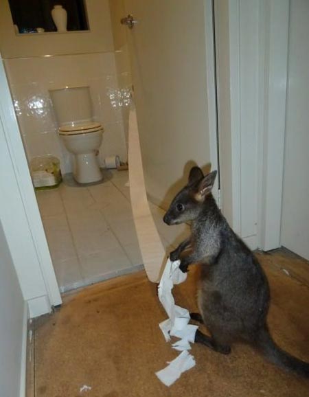 kangaroo-toilet-paper.jpg