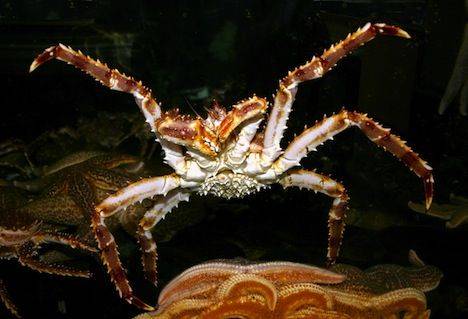 king-crab-antarctica.jpg.696x0_q70_crop-smart.jpg