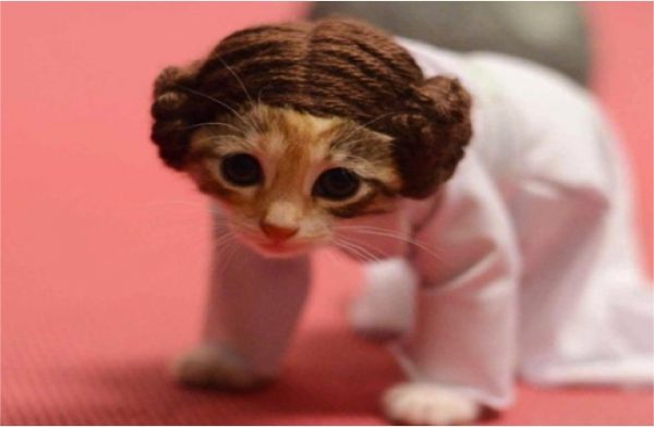 kitty-costumes-star-wars-adorable-princess-leia-600x392.jpg