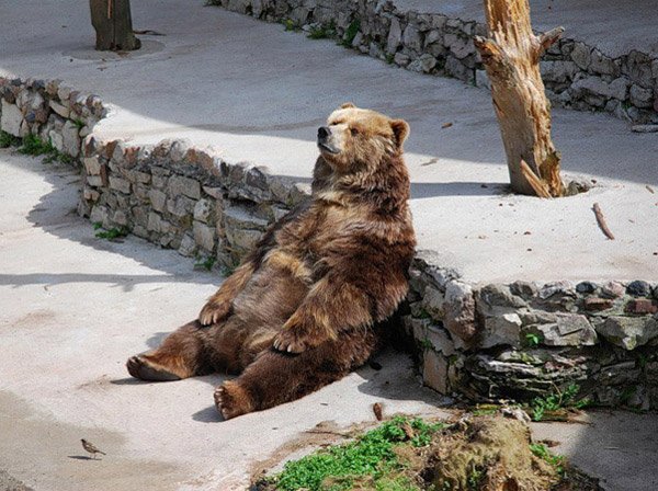 LazyBear.jpg