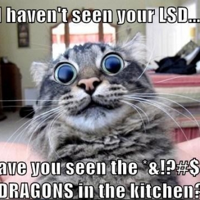 LSD-Cat-Has-Seen-One-Too-Many-Dragons-Today_408x408.jpg