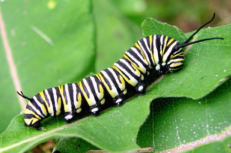 monarch Caterpillar.jpg