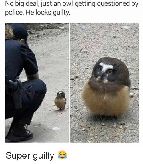 no-big-deal-just-an-owl-getting-questioned-by-police-6241370.png