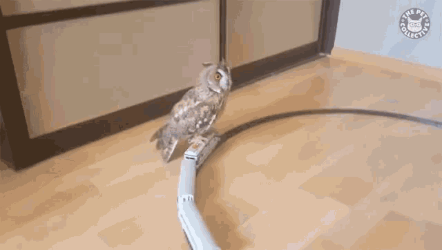 owl-riding-on-a-train-owl.gif