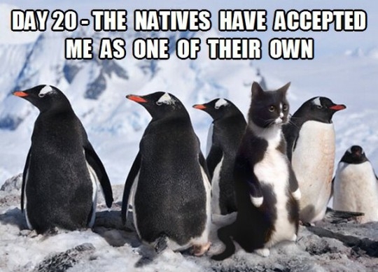penguincat.jpg