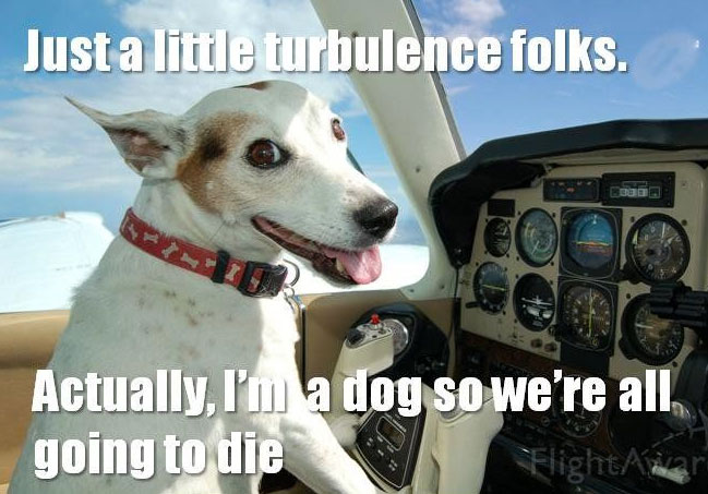 plane-dog-meme-1.jpg