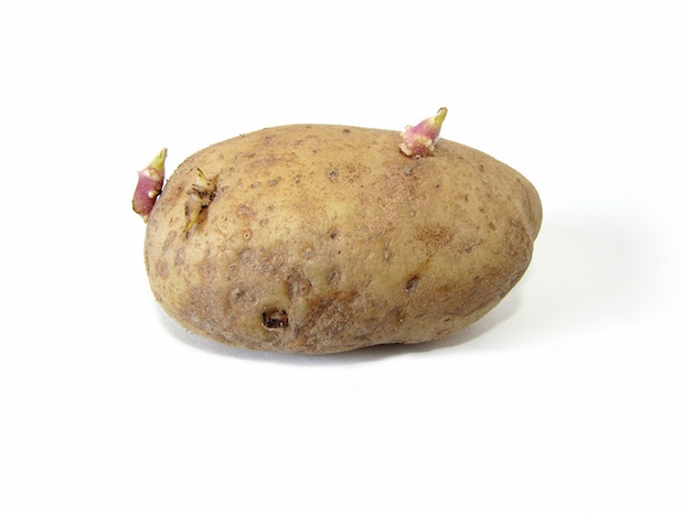 Potato_with_sprouts.jpg