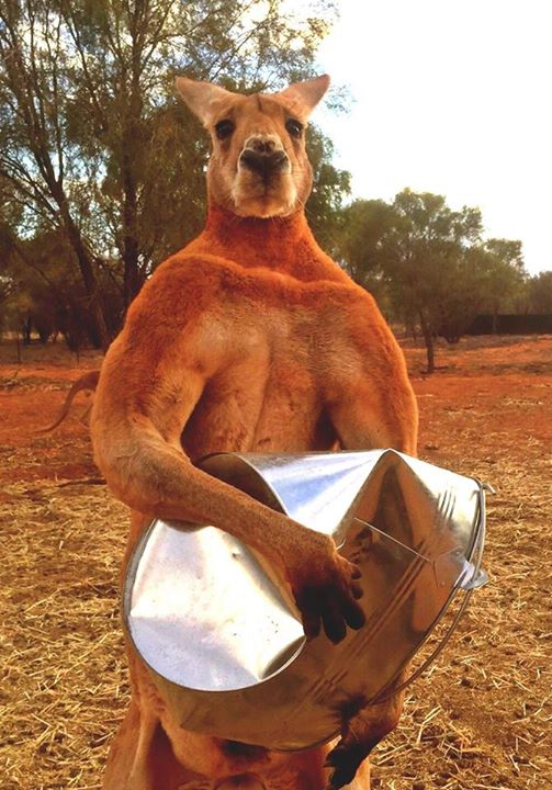 roger-kangaroo.jpg