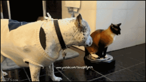 roomba-cat-vs-dog.gif