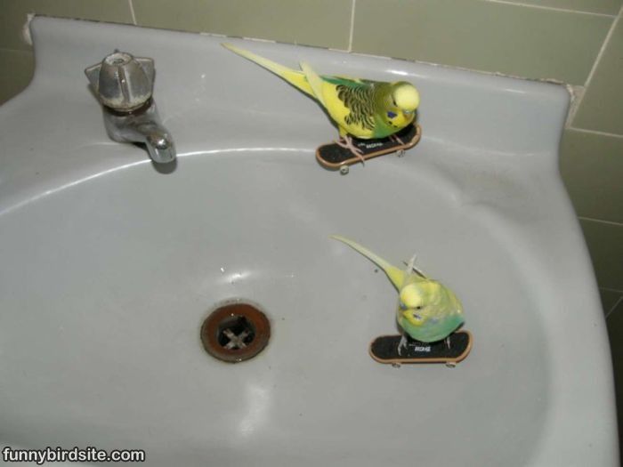 Skateboarding_Birds.jpg