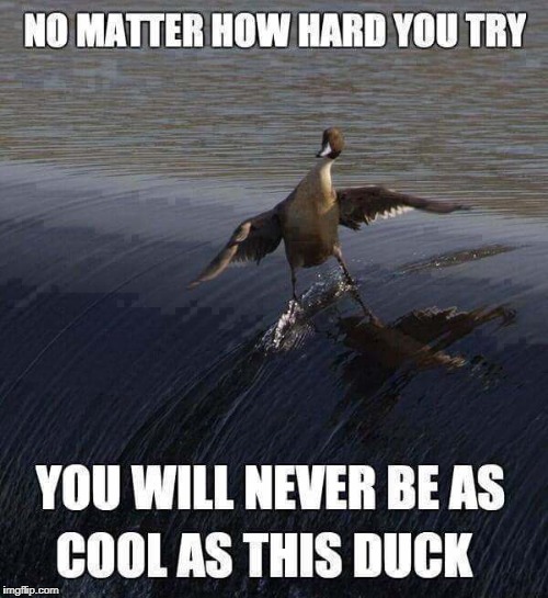 surf duck.jpg