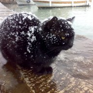 TheCatMan