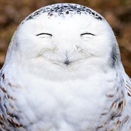 DWolvin